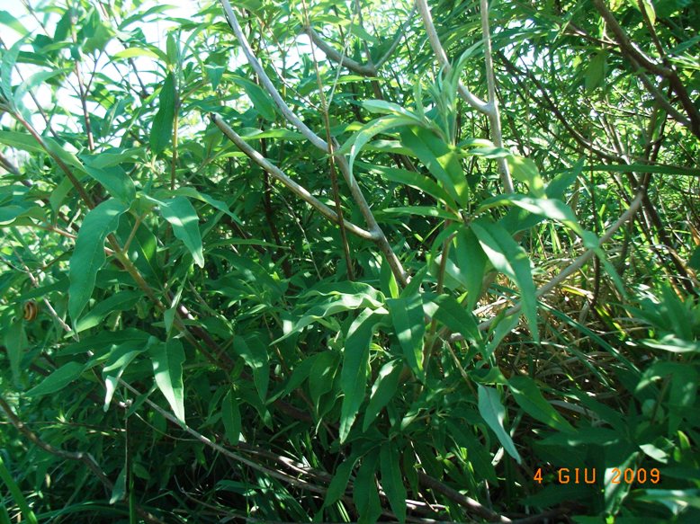 Vitex agnus-castus / Agnocasto